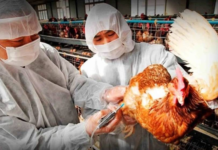 Emiten alerta sanitaria tras confirmación de gripe aviar en Argentina