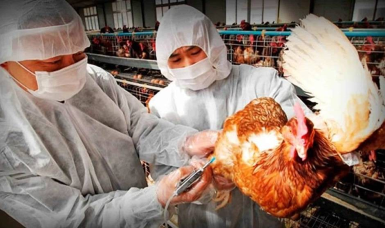 Emiten alerta sanitaria tras confirmación de gripe aviar en Argentina Emiten alerta sanitaria tras confirmación de gripe aviar en Argentina