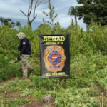 Senad eliminó 27 toneladas de marihuana en Bella Vista Norte