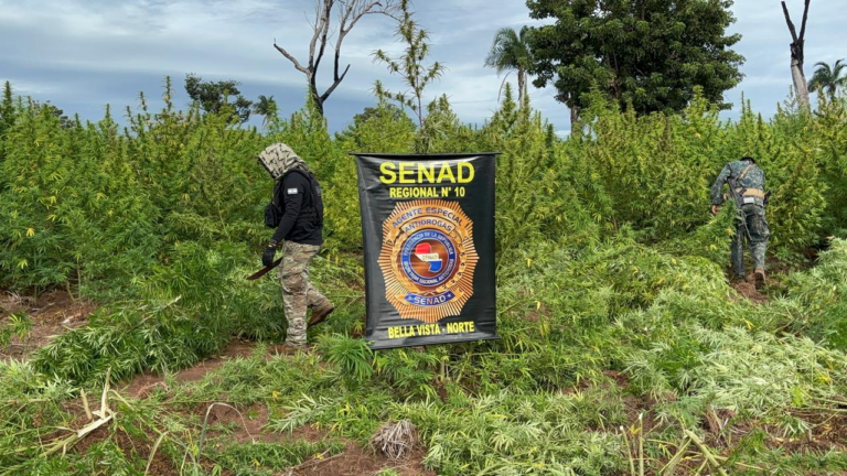 Senad eliminó 27 toneladas de marihuana en Bella Vista Norte
