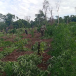 Operación “Rafaelo” culmina con la eliminación de 152 toneladas de marihuana