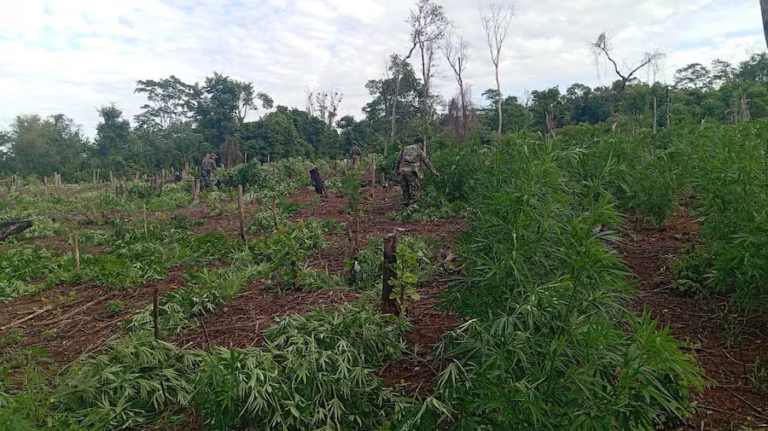 Operación “Rafaelo” culmina con la eliminación de 152 toneladas de marihuana