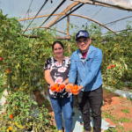 Hambre Cero suma demanda de hasta 60 toneladas de tomate por día, lo que asegura buen precio para productores