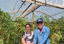 Hambre Cero suma demanda de hasta 60 toneladas de tomate por día, lo que asegura buen precio para productores