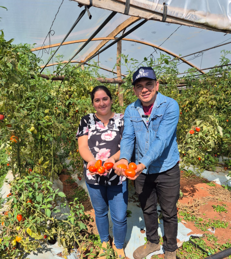 Hambre Cero suma demanda de hasta 60 toneladas de tomate por día, lo que asegura buen precio para productores