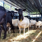 Anuncian apertura del mercado de Israel para la carne ovina de Paraguay