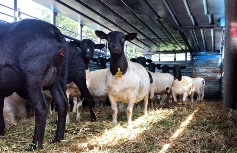 Anuncian apertura del mercado de Israel para la carne ovina de Paraguay Anuncian apertura del mercado de Israel para la carne ovina de Paraguay