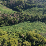 Anulan 45 toneladas de marihuana en Amambay y causan pérdida superior a USD 1.350.000