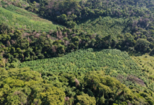 Anulan 45 toneladas de marihuana en Amambay y causan pérdida superior a USD 1.350.000