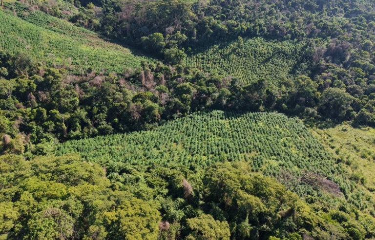Anulan 45 toneladas de marihuana en Amambay y causan pérdida superior a USD 1.350.000