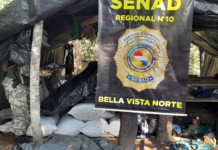 Senad elimina más de 80 toneladas de droga en Canindeyú y Amambay