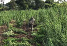 Más de 200 toneladas de marihuana destruidas en operación «Nueva Alianza 49»