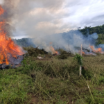 Golpe al narcotráfico: erradican 89 ha de cultivos ilícitos, equivalentes a más de 120 estadios de fútbol