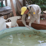 Salud Pública registra unas 555 notificaciones de dengue por semana