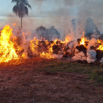 Queman más de 18.000 kilos de marihuana y desmantelan centros logísticos en Capitán Bado