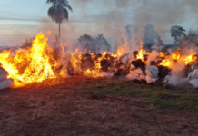 Queman más de 18.000 kilos de marihuana y desmantelan centros logísticos en Capitán Bado