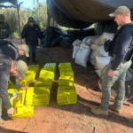 Eliminan campamentos narcos y casi 600 kilos de marihuana en zona rural de Concepción