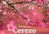 GRAN FESTIVAL NACIONAL ARTÍSTICO Y GASTRONÓMICO DEL CEREZO EN FLOR