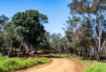 Artigas, Itapúa: vegetación y aventura en el corazón del Rally del Paraguay