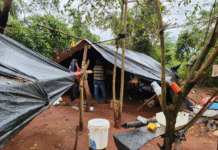 Senad desmantela plantación de marihuana y campamentos narcos en San Pedro