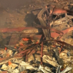 Explosión en planta de explosivos deja varios muertos en EE. UU.