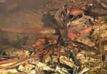 Explosión en planta de explosivos deja varios muertos en EE. UU.