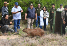 Yacyretá inicia histórica reinserción a su hábitat natural de animales silvestres nacidos en cautiverio