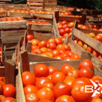 Productores celebran exportación de 30 mil kilos de tomate a Argentina