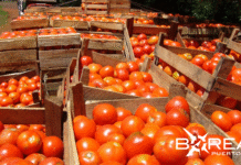 Productores celebran exportación de 30 mil kilos de tomate a Argentina