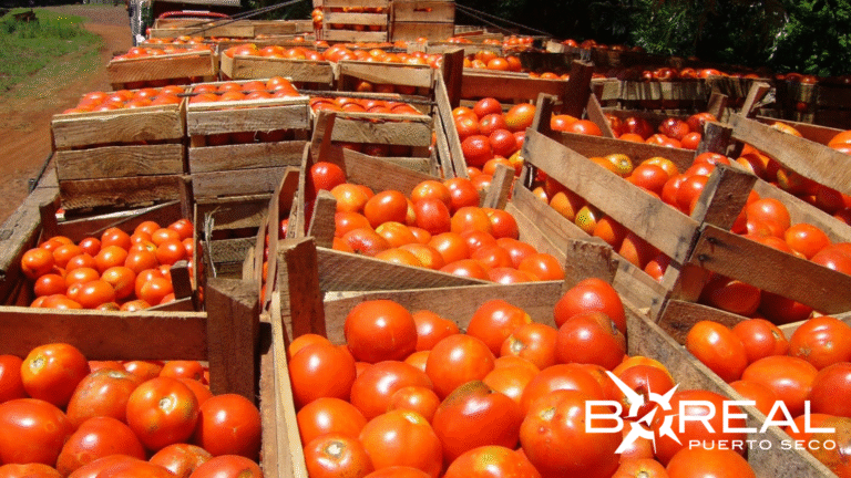 Productores celebran exportación de 30 mil kilos de tomate a Argentina Productores celebran exportación de 30 mil kilos de tomate a Argentina