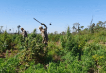 “Nueva Alianza 53” culminó con más de 1.000 toneladas de marihuana eliminadas al narcotráfico