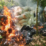 Destrucción de gran estructura de producción de marihuana causa pérdida de USD 1.183.000 al narcotráfico