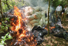 Destrucción de gran estructura de producción de marihuana causa pérdida de USD 1.183.000 al narcotráfico