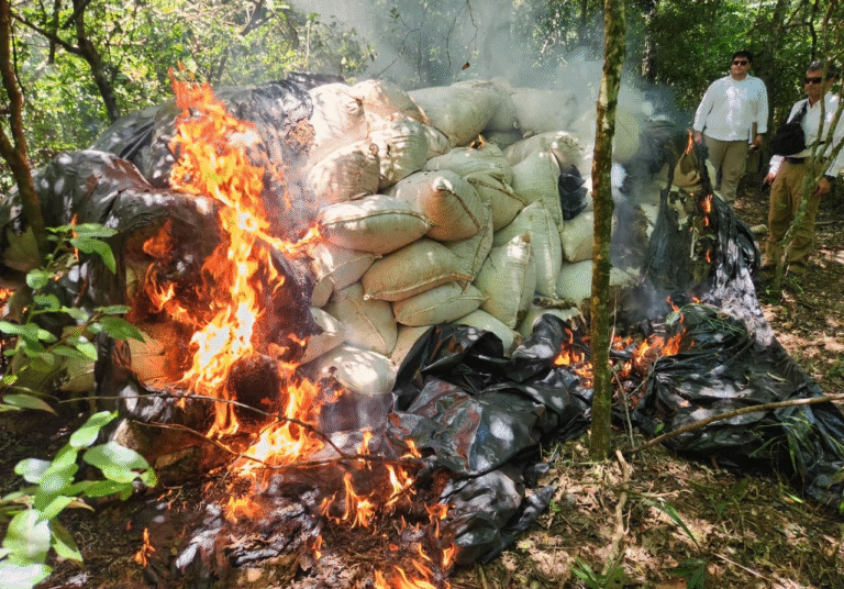 Destrucción de gran estructura de producción de marihuana causa pérdida de USD 1.183.000 al narcotráfico Destrucción de gran estructura de producción de marihuana causa pérdida de USD 1.183.000 al narcotráfico