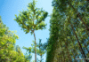 En 2026, Paraguay habilitará el primer bachillerato técnico forestal acompañando fortalecimiento del sector