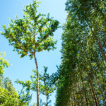 En 2026, Paraguay habilitará el primer bachillerato técnico forestal acompañando fortalecimiento del sector