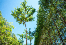 En 2026, Paraguay habilitará el primer bachillerato técnico forestal acompañando fortalecimiento del sector