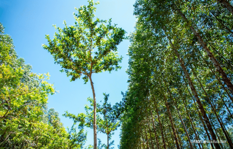 En 2026, Paraguay habilitará el primer bachillerato técnico forestal acompañando fortalecimiento del sector En 2026, Paraguay habilitará el primer bachillerato técnico forestal acompañando fortalecimiento del sector
