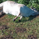 Extraño caso en Curuguaty: animales vacunos aparecen muertos sin ojos ni lengua