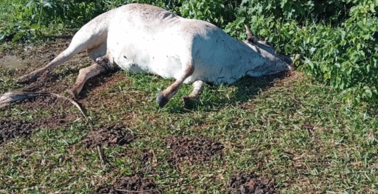 Extraño caso en Curuguaty: animales vacunos aparecen muertos sin ojos ni lengua