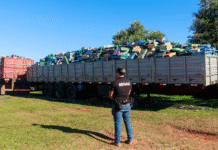 Récord de decomiso de marihuana llega a casi 90.000 kilos, con un valor que supera los USD 13 millones