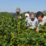 Senave emite alerta fitosanitaria por la roya asiática y pide reforzar la defensa de cultivos