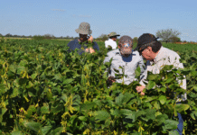 Senave emite alerta fitosanitaria por la roya asiática y pide reforzar la defensa de cultivos