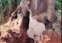 La Fiscalía investiga un misterioso túnel hallado en una estancia de San Pedro