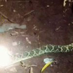 Niño de 10 años sobrevive a mordida de cascabel en Itapúa