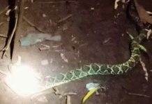 Niño de 10 años sobrevive a mordida de cascabel en Itapúa