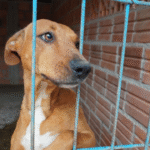 Lanzan primer Registro Nacional de Agresores de Animales