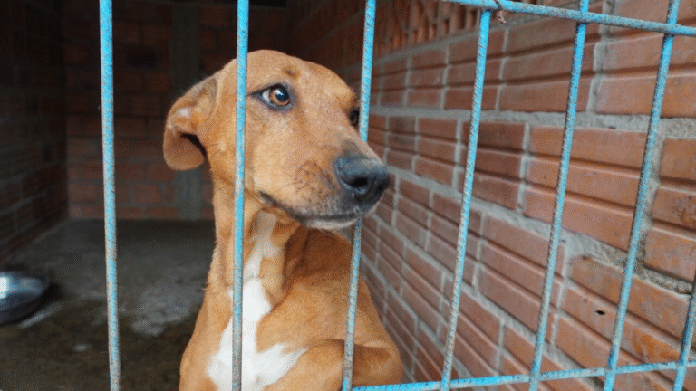 Lanzan primer Registro Nacional de Agresores de Animales