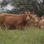 AFD amplía a US$ 10 millones el programa de Retención de Vientres para sostener el ciclo ganadero