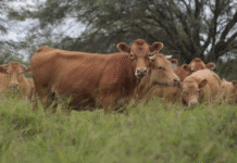 AFD amplía a US$ 10 millones el programa de Retención de Vientres para sostener el ciclo ganadero